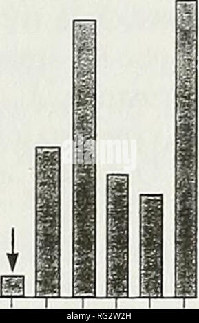 . Die kanadische Feld - naturforscher. 60 m0) &Lt;D50-40 30 1825-f Ire n = 138 I I I I^^ Ftll^l 1941 - fire n=150. Abbildung 3. Alter Strukturen für die drei in die Stichprobe einbezogenen Pimis strobus steht, S 17 (oben), S18 (Mitte) und S19 (unten). Pfeile zeigen Feuer Jahre. Diskussion erfolgreiche Eastern White Pine Regeneration wurde nach dem jeweiligen Brände in allen drei steht. Eine vergleichbare postfire Alter - Distribution für Red Pine fand auch an seiner nördlichen Grenze im gleichen Bereich (Bergeron und Gagnon 1987) war, ein Muster, welches bezeichnend für weitgehend stabile Populationen im Land ist - scape (Parker 1986; En Stockfoto