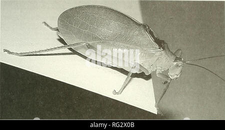 . Die kanadische Feld - naturforscher. 2004 Anhang 125. Abbildung 2. Männliche Pterophylla camellifolia aus Ottawa, Ontario (Position 3, Abb. 1). 19. September 2002 fotografiert. Katydids waren auch im August Septem- ber, und Anfang Oktober 2002 an zwei anderen Orten innerhalb der Stadt Ottawa (Positionen 2 und 3, Abbildung 1). An Position 2 (Abbildung 1) Ein einzelner Mann wurde, hörte sie von einem großen Silver Maple {Acer saccharinum L.) in einer Höhe von ca. 10 Meter. Es blieb im gleichen Baum im gesamten Beobachtungszeitraum (etwa zwei Monate). An Position 3 (Abbildung 1), zwei Personen waren zu hören, Stockfoto