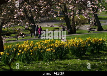 Frühling Narzissen und Kirschblüte in voller Blüte, The Valley Gardens, Harrogate, North Yorkshire, England, VEREINIGTES KÖNIGREICH. Stockfoto