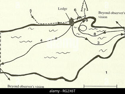 . Die kanadische Feld - naturforscher. 338 Die kanadische Field-Naturalist Vol. 110 Red Fox, Vulpes vulpes, tötet eine Europäische Biber, Castor fiber. Kit Nils B. Kile, Petter J. Nakken, Frank Rosell, und Sigurd Espeland Teleraark Hochschule, Departement für Wirtschaft, Umwelt und Sport Studien, N-3800 B0, Norwegen Kile, Nils B., Petter J. Nakken, Frank Rosell, und Sigurd Espeland. 1996. Red Fox, Vulpes vulpes, tötet eine Europäische Biber, Castor fiber, Kit. Kanadische Field-Naturalist 110 (2): 338-339. Wir beobachteten einen erwachsenen Red Fox (Vulpes vulpes) Angriff, zu töten und teilweise einen 2 Monate alten weiblichen kit Europäischen verbrauchen Stockfoto