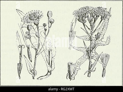 . Die kanadische Feld - naturforscher. Bild J. Bevölkerung der Fruchtkörper, Ca. 3 m hohe Marsh Leistungsbeschreibung - Thistle (Sonchus palustris) im Cat-tail {Typha spp.) dominiert Graben von fen Wald (Albion Feuchtgebiet, Gloucester, September 1993); Anmerkung 12 cm hoch trinken kann, die an der Basis der höchsten Anlage (Mitte rechts) für Scale. waren alle Verweise darauf hingewiesen in einer Umfrage des entsprechenden regionalen, nationalen und kontinentalen floristischen Quellen (z.b. Morton und Venn 1990; Scoggan 1979; Kartesz und Kartesz 1980; Fernald 1950). Das führt uns zu dem Schluss, dass dieses Ontario Datensatz ist der erste Bericht von S. palustris für Nordamerika. Stockfoto