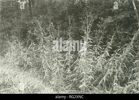 . Die kanadische Feld - naturforscher. 342 Die kanadische Field-Naturalist Vol. 107. Bild J. Bevölkerung der Fruchtkörper, Ca. 3 m hohe Marsh Leistungsbeschreibung - Thistle (Sonchus palustris) im Cat-tail {Typha spp.) dominiert Graben von fen Wald (Albion Feuchtgebiet, Gloucester, September 1993); Anmerkung 12 cm hoch trinken kann, die an der Basis der höchsten Anlage (Mitte rechts) für Scale. waren alle Verweise darauf hingewiesen in einer Umfrage des entsprechenden regionalen, nationalen und kontinentalen floristischen Quellen (z.b. Morton und Venn 1990; Scoggan 1979; Kartesz und Kartesz 1980; Fernald 1950). Das führt uns zu dem Schluss, dass dieses Ontario Datensatz stellt die Tannen Stockfoto