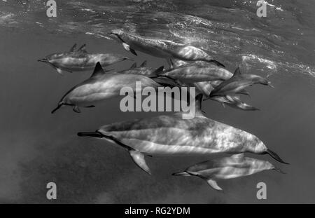 Dolphin pod in Makena, Maui, Hawaii. Stockfoto