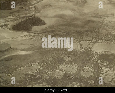 . Die kanadische Feld - naturforscher. Natural History. 2001 Timoney: String und Net-Patterned Salzwiesen 409. Abbildung 3. Luftaufnahme von String- und Net-Muster und flarks an Lobstick Creek, 10. August 2001. Foto: Mark Bradley, Wood Buffalo National Park. Tabelle 1. Pflanzenarten Zusammensetzung und Prozent Werte von der Benchmark und Lobstick Bäche in 20 von 25 m-releves 10 August 2001 beprobt. Fettdruck Taxa sind für beide Seiten. Verteilung Hinweise basieren auf Scoggan (1978-1979); Porsild und Cody (1980); Moos (1983); und Kershaw et al. (2001). Benchmark Creek Lobstick Creek Taxa Stri Stockfoto