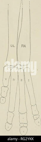 . Die kanadische Feld - naturforscher. Natural History. Die ottawa Naturforscher Vol.XXVll. Platte U.. Bitte beachten Sie, dass diese Bilder sind von der gescannten Seite Bilder, die digital für die Lesbarkeit verbessert haben mögen - Färbung und Aussehen dieser Abbildungen können nicht perfekt dem Original ähneln. extrahiert. Ottawa Field-Naturalists' Club. Ottawa Stockfoto