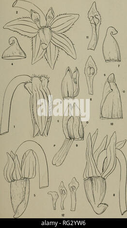 . Die kanadische Feld - naturforscher. Natural History. Die Ottawa Naturforscher. Bd. XVII, PL. . V. Holm: Anmerkungen zu Veilchen. C'e " itogamic Blumen.. Bitte beachten Sie, dass diese Bilder sind von der gescannten Seite Bilder, die digital für die Lesbarkeit verbessert haben mögen - Färbung und Aussehen dieser Abbildungen können nicht perfekt dem Original ähneln. extrahiert. Ottawa Field-Naturalists' Club. Ottawa Stockfoto