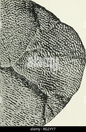 . Die kanadische Feld - naturforscher. Natural History. Die OTTAV. - ein NATURFÜHRER. VOL. Xv. ADOCUS VARIOLOSUS, (Cope*. Vordere Ende plastron; untere Fläche; natürliche Größe.. Bitte beachten Sie, dass diese Bilder sind von der gescannten Seite Bilder, die digital für die Lesbarkeit verbessert haben mögen - Färbung und Aussehen dieser Abbildungen können nicht perfekt dem Original ähneln. extrahiert. Ottawa Field-Naturalists' Club. Ottawa Stockfoto