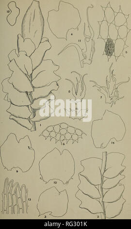 . Die kanadische Feld - naturforscher. Natural History. Die Ottawa Naturforscher. Bd. XVII, PL. Lophozia Rutheana, (Limpr.) M. A. Howe.. Bitte beachten Sie, dass diese Bilder sind von der gescannten Seite Bilder, die digital für die Lesbarkeit verbessert haben mögen - Färbung und Aussehen dieser Abbildungen können nicht perfekt dem Original ähneln. extrahiert. Ottawa Field-Naturalists' Club. Ottawa Stockfoto