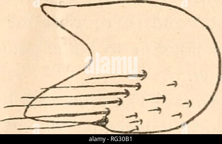 . Die kanadische Entomologen. Insekten; Entomologie. Abb. 41. Abb. 42. Die erste sternite hat einige seitliche Borsten, während die sternites der Segmente 3 bis 7 tragen jeweils eine Reihe von drei oder vier Borsten, und aus. Bitte beachten Sie, dass diese Bilder sind von der gescannten Seite Bilder, die digital für die Lesbarkeit verbessert haben mögen - Färbung und Aussehen dieser Abbildungen können nicht perfekt dem Original ähneln. extrahiert. Entomologische Gesellschaft von Kanada (1863-1871); Entomologischen Gesellschaft von Kanada (1951 -); Entomologischen Gesellschaft von Ontario. Ottawa [etc. ] Entomologischen Gesellschaft von Kana Stockfoto