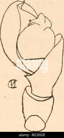 . Die kanadische Entomologen. Insekten; Entomologie. Abb. ,?^^. - Theonoe stridida, n. sp. Männliche palpus. Abb. 34.- Theonoe sti-idula, n, sp. Männliche palpus.. Bitte beachten Sie, dass diese Bilder sind von der gescannten Seite Bilder, die digital für die Lesbarkeit verbessert haben mögen - Färbung und Aussehen dieser Abbildungen können nicht perfekt dem Original ähneln. extrahiert. Entomologische Gesellschaft von Kanada (1863-1871); Entomologischen Gesellschaft von Kanada (1951 -); Entomologischen Gesellschaft von Ontario. Ottawa [etc. ] Entomologischen Gesellschaft von Kanada [ etc. ] Stockfoto