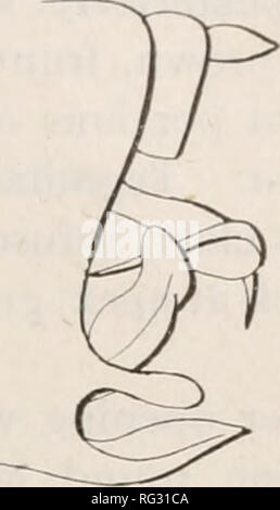 . Die kanadische Entomologen. Insekten; Entomologie. Abb. 6a. - Angesichts der gleichen. Abb. 7.- c. lloydi, volle Sicht auf pygofer. F g. 7 - Seitliche Ansicht des Selben. Bitte beachten Sie, dass diese Bilder sind von der gescannten Seite Bilder, die digital für die Lesbarkeit verbessert haben mögen - Färbung und Aussehen dieser Abbildungen können nicht perfekt dem Original ähneln. extrahiert. Entomologische Gesellschaft von Kanada (1863-1871); Entomologischen Gesellschaft von Kanada (1951 -); Entomologischen Gesellschaft von Ontario. Ottawa [etc. ] Entomologischen Gesellschaft von Kanada [ etc. ] Stockfoto