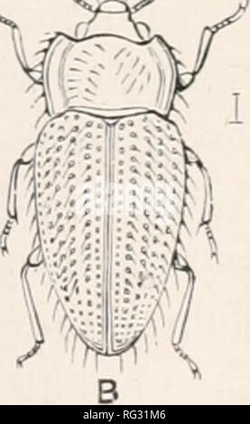 . Die Cambridge Natural History. Zoologie. COCCINELLIDAE ENDOMYCHIDAE MYCETAEIDAE 239 Pseudotiimera. Aber sie sind in der Regel in der Clavicorn Serie platziert, in der Nähe von Endoniychidae. Ein "erhoeff hat vor kurzem Con-Siderali) Le morphologischen Studien auf die männlichen Geschlechtsorgane von Coleoptera, und als Ergebnis, er kommt zu dem Schluss, dass den Coccinellidae grundlegend von allen anderen Coleoptera unterscheiden sich hinsichtlich - diese Strukturen, und er behandelt sie als eine eigene Serie oder sulj - Ordnung, Siphonophora bezeichnet. Die Gattung Lithophilus skeptisch betrachtet wurde ein Mitglied der Coccinellidae, wie die tarsi besitzen nur i Stockfoto