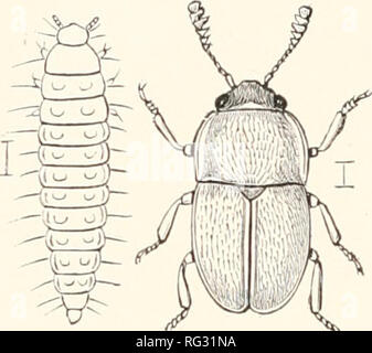 . Die Cambridge Natural History. Zoologie. 232 COLEOPTERA CHAP.. Eine der Genfer, Meligethes und Epuracn gehören zu den am häufigsten vorkommenden unserer Käfer. Das meiste von dem, was als für die Larven bekannt ist aufgrund von Ferris; mehrere wurden gefunden, die in Blumen; die von Pria geistert durch die Blume des Xalaniim Dulcamara an der Kreuzung der Staubblätter mit den Corolla; die Larven der Meligethes aeneus manchmal Gelegenheiten viel Verlust durch Verhinderung der Bildung des Samens in kultivierten Cruciferae, wie Eape. Diese floricolous Larven wachsen mit großer Schnelligkeit, und lassen Sie die Blumen im Boden verpuppen. Die Larve Stockfoto