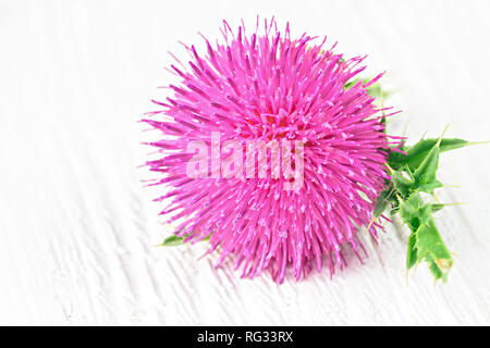 Silybum marianum (Mariendistel) Blumen auf weißem Holz- Tabelle (selektive Fokus). Eine der häufigsten Anwendungen von Mariendistel ist Leber üblichen Fehlermeldungsprozeduren zu behandeln. Stockfoto