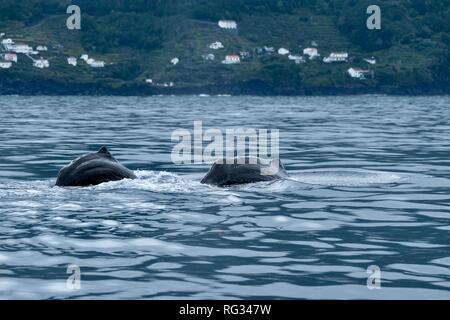 Pottwale Mutter und Kalb arch den Rücken zu tauchen. Stockfoto