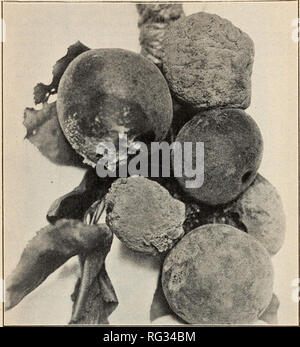 . Kalifornien Pflanzenkrankheiten. Pflanzenkrankheiten. 1098 UNIVERSITÄT VON KALIFORNIEN - EXPERIMENT STATION. Zitrone storage. Botrytis vulgaris ist auch üblich in dieser Mühe. Gleiche Behandlung wie braun rot.. Abb. 25.- Schleimkrankheit der Aprikose (Sclerotinia fructigena). Spritzen für Schuß-Loch Pilz auch von Nutzen in dieser Probleme sein könnte. Fkuit fallen. Siehe Mandel. Sauer Sap und saisonale Effekte. Die Aprikose ist besonders sensibel für Sauer sap (siehe Mandel) und anderen saisonalen Effekten. Es ist ein Baum mit einer freien Fluss von SAP, schnell zu stimulierenden Einflüssen und einer, die charakteristisch für alle die zu reagieren Stockfoto