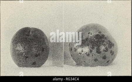 . Kalifornien Pflanzenkrankheiten. Pflanzenkrankheiten. Bulletin 218] KALIFORNIEN PFLANZENKRANKHEITEN. 1097 Grind (Cladosporium carpophilum). Abbildung 24. Verursacht ein räudiger Fleckenbildung auf der Oberfläche der Frucht. War noch nie so ernst gewesen Behandlung in Kalifornien zu rechtfertigen. Braun Rot (Sclerotinia fructigena). Abbildung 20. Ein Zerfall der Früchte, während immer noch auf dem Baum, die einigen Saisons in der Nähe von San Francisco Bay und anderen feuchten Orten. Die jungen Wachstum sowie die Frucht ist manchmal auch betroffen sind, wird die neue Triebe welken und sterben vor den Angriffen des Pilzes. Dies ist die am meisten seri Stockfoto