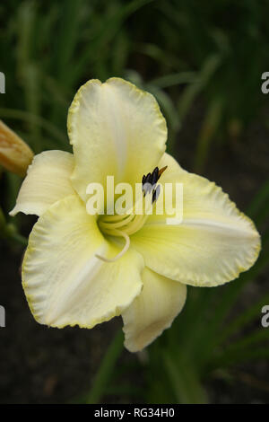 Hemerocallis 'Arctic Snow' Stockfoto