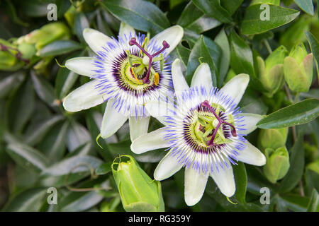 Exotische Schönheit - Passiflora caerulea. Blumen von einem blauen Passionsblume Stockfoto