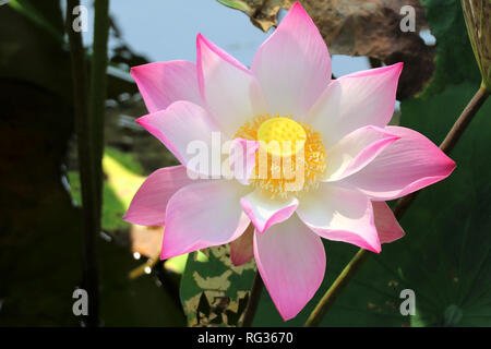 Lotus flower - Vietnam Asien Stockfoto