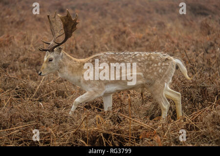 Damwild Hirsch Dama Dama am Bushy Park Hampton London England Stockfoto