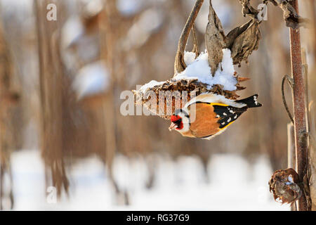 Goldfinch sitzt auf einer Sonnenblume an einem Wintertag Stockfoto