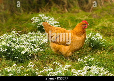 Buff Orpington Huhn oder Ei im Frühling mit Schneeglöckchen. Die Henne hat einen hellen roten Kamm und ist die Nahrungssuche im Garten unter den Schneeglöckchen. Stockfoto