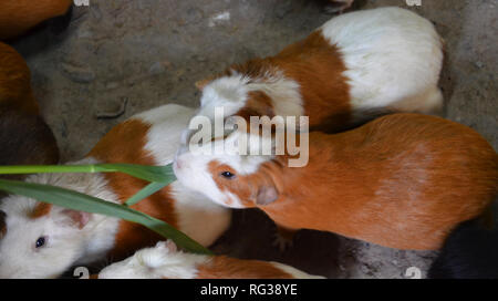 Trauben von Meerschweinchen Essen Stockfoto