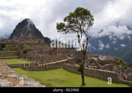 MACHU PICCHU/PERU, 16. August 2018: Baum mit Blick auf den Machu Picchu Plaza unter den Touristen Stockfoto