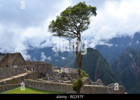 MACHU PICCHU/PERU, 16. August 2018: Zentrale Baum im Main Plaza in Machu Picchu mit Blick auf Touristen Stockfoto