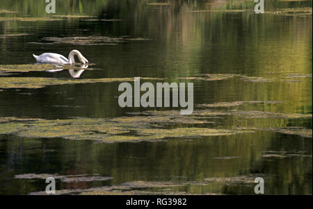 Ein weißer Schwan schwimmt auf einem ruhigen See während eines heißen Sommers am Nachmittag Stockfoto