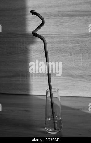 Eine root Bambus in einer klaren Glas Vase. Lucky Bamboo Stockfoto