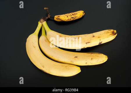 Blick von oben auf die drei großen Bananen und ein mini Banane auf schwarzen Hintergrund isoliert. Blick von oben auf die vier Bananen auf dem schwarzen Hintergrund Stockfoto