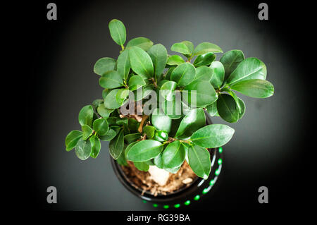 Nahaufnahme eines schönen Bonsai Ficus Ginseng in einem schwarzen Topf. Ansicht von oben. Feng Shui mini Tree Stockfoto