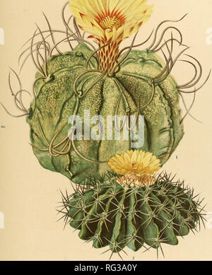 . Die Cactaceae: Beschreibungen und Abbildungen von Pflanzen der Familie der Kakteen. BRITTON UND ROSE, VOL. Kranke PLATTE XXI E. I. Schutt del.. M. E. Eaton del. 1. Blühende Pflanze von Astrophytum capricorne. 2. Oben auf blühende Pflanze von Malacocarpus tefi hracanthus. (Alle natürliche Größe.). Bitte beachten Sie, dass diese Bilder sind von der gescannten Seite Bilder, die digital für die Lesbarkeit verbessert haben mögen - Färbung und Aussehen dieser Abbildungen können nicht perfekt dem Original ähneln. extrahiert. Britton, Nathaniel Lord, 1859-1934; Rose, J. N. (Joseph Nelson), 1862-1928. Washington: carnegie ich Stockfoto