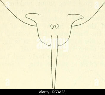 . Kalifornien Fisch und Wild. Fischerei - Kalifornien; Spiel und Spiel - Vögel - Kalifornien; Fische - Kalifornien; Tier Bevölkerungsgruppen; Pêches; Gibier; Poissons. Kalifornien Fisch und Spiel. Punkte konvex ist. AVhen wird eine gerade Linie von der Schnauze zu den äusseren Winkel des Pektorale tlie Mitte der Linie fast oder ganz, die Karosserie berührt. Bauchflossen wie für die spitzzange Skate beschrieben. Bitte beachten Sie, dass diese Bilder extrahiert werden aus der gescannten Seite Bilder, die digital haben für die Lesbarkeit verbessert - Färbung und Aussehen dieser Abbildungen können nicht perfekt aussehen Stockfoto