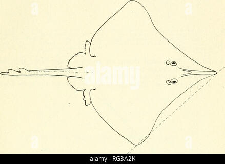 . Kalifornien Fisch und Wild. Fischerei - Kalifornien; Spiel und Spiel - Vögel - Kalifornien; Fische - Kalifornien; Tier Bevölkerungsgruppen; Pêches; Gibier; Poissons. Kalifornien Fisch und Wild. 3. Die Schlittschuhe{Familie L'ajaida). Die spitzzange Rochen (Raja rhina). Dieser Skate kann durch die lange Schnauze projizieren bekannt sein, wodurch die vordere Umriss der Platte tief konkav. (Die gerade Linie von der Spitze des Mauls bis zum äußeren Pektorale Winkel vergleichen, in seiner Beziehung zu den Umriss der Vorderseite der Festplatte, in der Abbildung dieser Art mit der der nächsten.) Wenn die Vorderkante der Bauchflosse Stockfoto