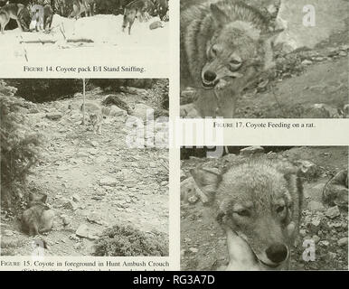 . Die kanadische Feld - naturforscher. Natural History; Baron. Abbildung 16. Coyote in Jagd, Jagen und Fangen einen Vogel.. Abbildung 15 Coyote im Vordergrund in der Jagd Hinterhalt Crouch (sitl) Coyote im Hintergrund, im Hinterhalt - rush Artgenossen Position. Dieses Verhalten können Sie schnell in einen Ansatz (Reisen Trab auf), wenn Sie die Coyote nicht in der Hocke Jagd Modus ist und bewegt sich in Richtung einer anderen Coyote. Abbildung 18. Coyote Gruß Person (Jgw).. Bitte beachten Sie, dass diese Bilder aus gescannten Seite Bilder, die digital für die Lesbarkeit erhöht worden sein können extrahiert werden - Färbung Stockfoto