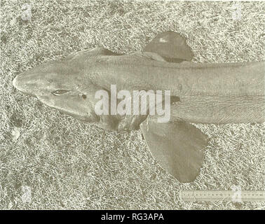 . Die kanadische Feld - naturforscher. 1999 Notizen 515. Abbildung 2. In der Nähe der Leiter der falschen Catshark, Pseudotriakis micwdoiu NSM 12550, süd-östlich von Sable Island, Nova Scotia. Der Körper ist ein Schiefer - graue Farbe mit keine Markierungen. Literatur berichtet, dass der Körper dunkel braun in einigen Mustern. Die Lamellen sind in der Regel dunkler als der Körper, obwohl in diesem Muster der ersten Rückenflosse ist leichter. Maximale Größe in der Litera- tur ist 2,95 m Gesamtlänge für Frauen und 2,7 m für Männer. Die Beschreibung stimmt gut mit denen in Bigelow und Schroeder (1948), Compagno (1984, 1988), und Yano und Musi Stockfoto