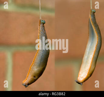 Große rote Slug (Arion ater) hängen von Schleim Netzkabel produziert durch die Terrestrische Weichtiere. Senken sich von einem hängenden Korb und um zu verdrehen. Stockfoto