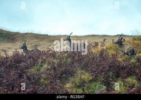 Junge rote Hirsche durchstreifen die Schottische Highland Moorland in der Regen Stockfoto