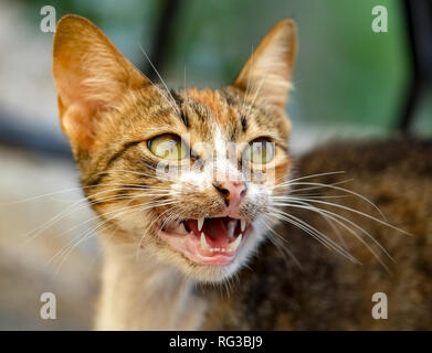 Porträt einer streunenden Katze in Kyrenia, Zypern Stockfoto