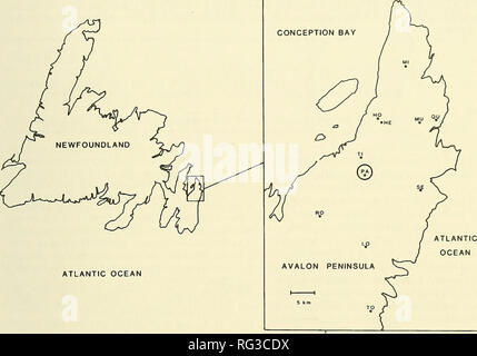 . Die kanadische Feld - naturforscher. 1992 Notizen 401. Atlantik Abbildung 1. Die 11 Avalon Halbinsel Seen, aus denen Fourspine und Threespine Stichlinge wurden 1987 erhoben: A. quadracus von Paddys Teich (PA; eingekreist) nur, G. aculeatus aus allen 11 Teiche (Paddys Teich, ER = Healeys Teich, HO=Hogans Teich, LO = lange Teich, MI = Mitte drei Insel Teich, ME = M.U.N. (Memorial Universität Neufundland) langen Teich, QU=Quidi Vidi See, RO=runden Teich, SE = Zweite Teich, TI = Drei Insel Teich, ZU = Tors Cove Teich). Futter Fische für den Bewohner Salmoniden Salvelinus fontinalis (Mitchill) (Bach T Stockfoto