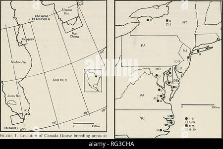 . Die kanadische Feld - naturforscher. 1991 Menkens und Malecki: Winter Sichtungen von Kanada Gänse 351. Abbildung 1. Lage von Canada Goose Zucht Bereiche, in denen erwachsene Gänse mit Jungen waren neckbanded. Gänse wurden in Ungava Bay 1986 und 1988 neckbanded, Hudson Bay in 1986 und in 1987 James Bay. Abbildung 2. Anzahl und Verteilung der nach Kanada Gänse beobachtet im Januar, dass neckbanded wurden auf das Züchten von Gebieten in der Nähe von ungava Bay (U) und die Hudson Bay (H), Quebec und James Bay (J), Ontario. Symbole zeigen die Anzahl der Gänse von jedem Streifen Bereich beobachtet. 1987 und 1988 Beobachtungen (X2 = 11,67; n= Stockfoto