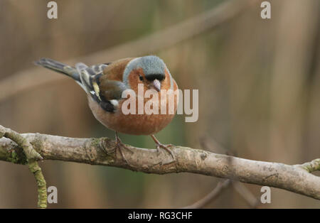 Eine hübsche Männchen Buchfink, Fringilla coelebs, über eine Zweigniederlassung, die in einem Baum gehockt. Stockfoto