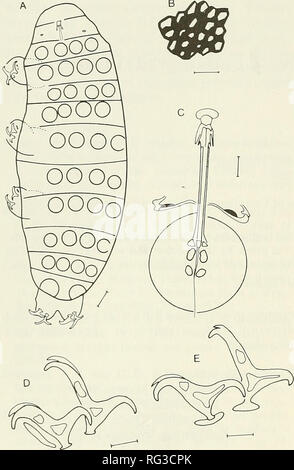 . Die kanadische Feld - naturforscher. 294 Die kanadische Field-Naturalist Vol. 104. Abbildung I. Isohypsibius woodsae. Eine, ganze Tier, dorsalansicht; B, Netzartigen Muster der Nagelhaut, die gesamte Rückenseite; C, Buccopharyngeal Apparate; D, Krallen Bein III; E, Krallen von Bein IV. Maßstabsbalken in^tm wie folgt: A, 20; B, 4.8; C, 6, D, 4,8; E, 6. Diskussion. Etwa die Hälfte der fast 100 Arten in der Gattung gibbosities Isohypsibius haben und ein handgearbeitetes cuticular Muster. Aber nur fünf Arten haben eine ähnliche Anzahl der Zeilen von gibbosities als Isohypsibius woodsae mit einer geraden Anzahl von Gi Stockfoto