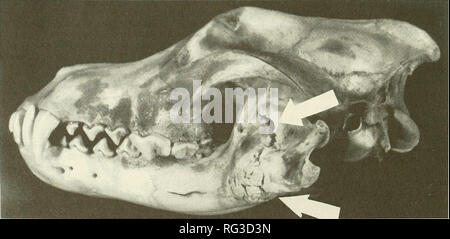 . Die kanadische Feld - naturforscher. 230 Die kanadische Field-Naturalist Vol. 108 Skelett Verletzungen eines Erwachsenen Timber Wolf, Canis lupus, in Nordontario Frank F. Mallory, T.L. Hillis, C.G. Blomme, und W. G. Hurst Fachbereich Biologie, Laurentian University in Sudbury, Ontario P3E2C6 Mallory, Frank F., T.L. Hillis, C.G. Blomme, und W. G. Hurst. 1994. Skelett Verletzungen eines erwachsenen Timber Wolf, Canis lupus, im Norden von Ontario. Kanadische Field-Naturalist 108(2): 230-232. Das Aas eines männlichen Erwachsenen Wolf (Canis lupus), Ende Dezember in Waldey Gemeinde verstrickt war zurückgewonnen und die Schädel Clea Stockfoto