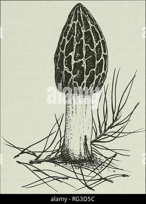 . Die kanadische Feld - naturforscher. 1993 Notizen 115. Abbildung 1. Der ascocarp Morchella conica L., Maienthemum canadense Desf., Bell piibescens (WILLD.) Pursh, Pteridium aquilinwn (L.) Kuhn, und Prunus pumila L. Dieser Ständer enthalten Sämlinge von P. strobus bei einer Dichte von etwa 10 000 Pflanzen/ha. Beobachtungen einer großen Zahl von Morchella conica (Abbildung 1) ascocarps in der letzten Woche im Mai 1991 in einem 30 m x 70 m Grundstück von stehendem Holz mit vorgeschriebenen Brand Anfang September 1990 behandelt (Abbildung 2 beobachtet wurden). Mushroom identification gefolgt Pomerleau (1980). Ascocarp Biomasse war Stockfoto