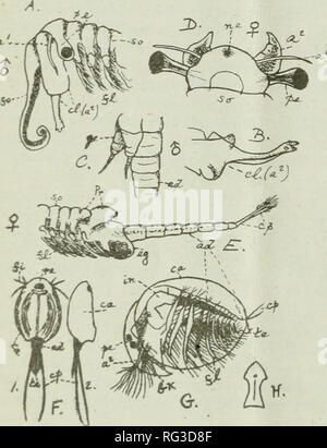 . Die kanadische Feld - naturforscher. Natural History. 92 Die Canadun Field-Naturalist, [Vol. XXXV. Ebene von Arktischen Ozean (ca. 69^40' N., 141'^W.); isoliert Teich aus Old Crow River. Diese beiden Arten wurden bereits in diesem Artikel erwähnt werden. Xofc.- Ich habe es nicht geschafft, alle gängigen, die englischen Namen für Notostraca und Conchostraca zu finden, und bin deshalb in diesen Artikeln vorgeschlagen, die Namen von "tadpole - Garnelen" und "Clam - Garnelen" für Sie. Zur Unterscheidung der "Clam - Garnelen" aus dem ostracoda ich die Namen der "MUSSEL - Garnelen" vorschlagen Stockfoto