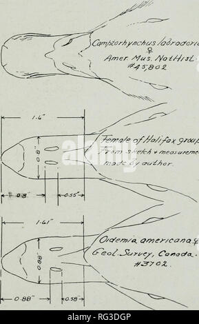 . Die kanadische Feld - naturforscher. Natural History. November 1920] Die kanadische Field-Naturalist 55 DIE ENTE EXEMPLARE ALS LABRADOR ENTEN (CAMPTO RHYNCHUS LABRADOR/US) IN NEW DELHI COLLEGE. HALIFAX, Nova Scotia. Durch Hoyes Lloyd. 1. ein. 3.. 1 - Verfolgt/Rom-Ori 0/Na/c/rayv/'/id' von I^Oe / s A0 Ass/^J^ u Erzgebirge-es. 8&AMP;3-byBA. Taverne en. Bitte beachten Sie, dass diese Bilder sind von der gescannten Seite Bilder, die digital für die Lesbarkeit verbessert haben mögen - Färbung und Aussehen dieser Abbildungen können nicht perfekt dem Original ähneln. extrahiert. Ottawa Field-Naturalists' Club. Ottawa Stockfoto